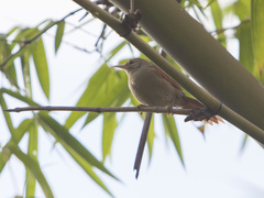 Cranioleuca subcristata