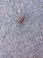 Cyphoderris