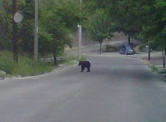 Ursus americanus eremicus