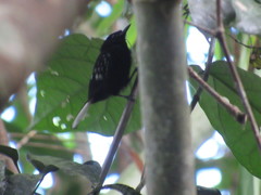 Microrhopias quixensis