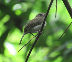 Hemitriccus flammulatus