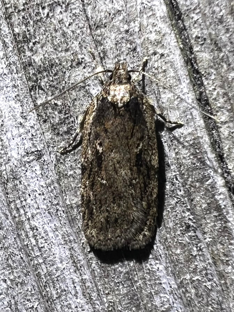 Hazel Leaftier Moth