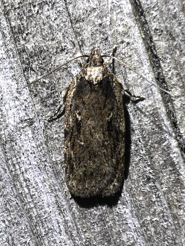 Hazel Leaftier Moth