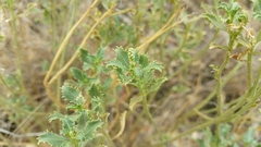 Stillingia treculiana