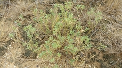 Stillingia treculiana