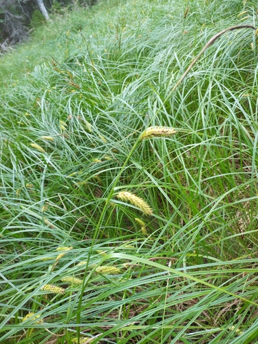 inflated sedge