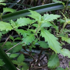 Jovellana punctata