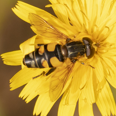 Helophilus obscurus