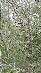 Condalia spathulata