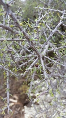 Condalia spathulata