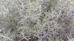 Condalia spathulata