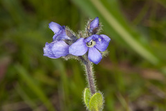 Veronica bellidioides