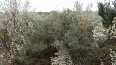 Condalia spathulata