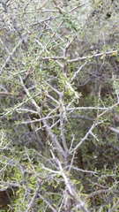 Condalia spathulata