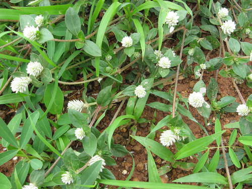 Gomphrena serrata image