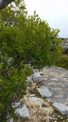 Fraxinus greggii