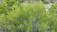 Fraxinus greggii