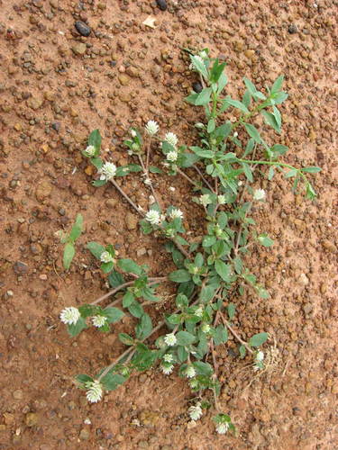 Gomphrena serrata image