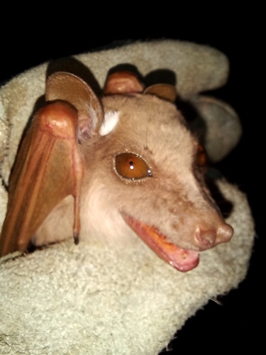Ethiopian Epauletted Fruit Bat