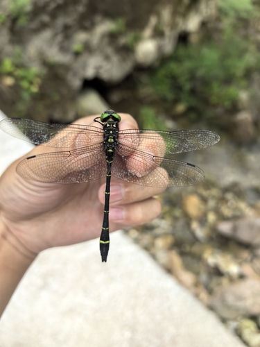 Watanabeopetalia usignata