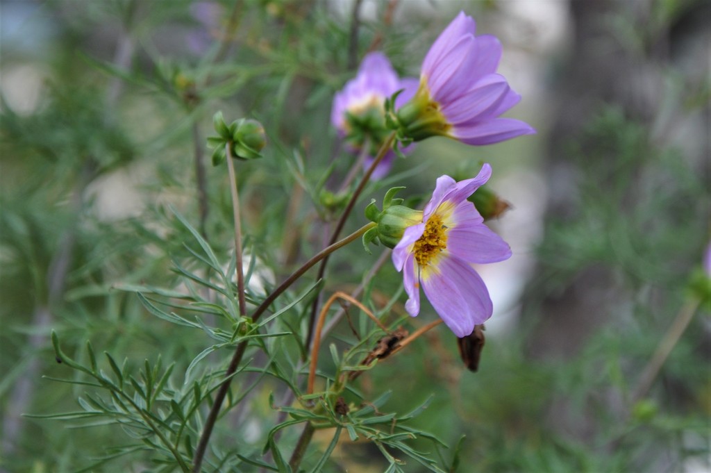 Dahlia linearis