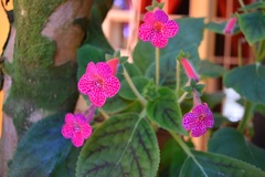 Kohleria amabilis