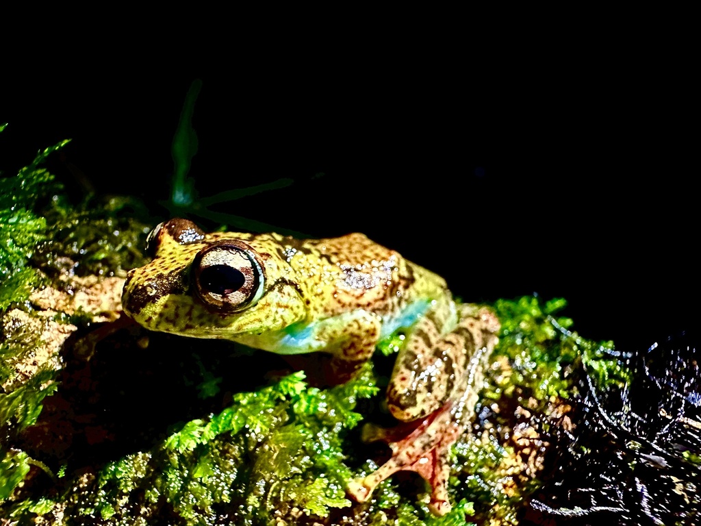 Bright-Eyed Frog
