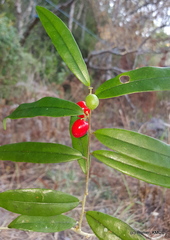 Chrysobalanaceae