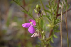 Phaseolus leptostachyus