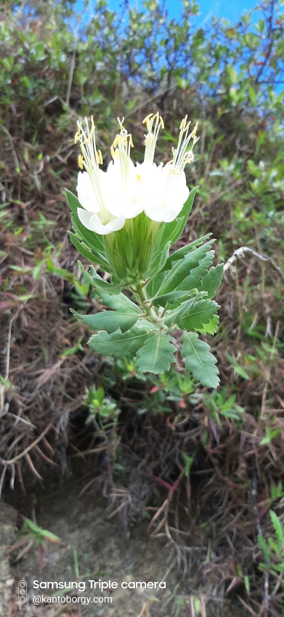 Cantua quercifolia image