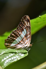 Adelpha basiloides