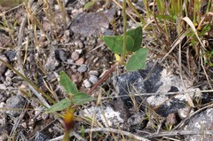 Phaseolus leptostachyus