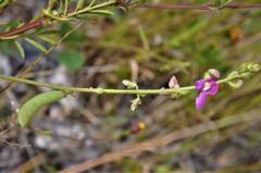 Phaseolus leptostachyus