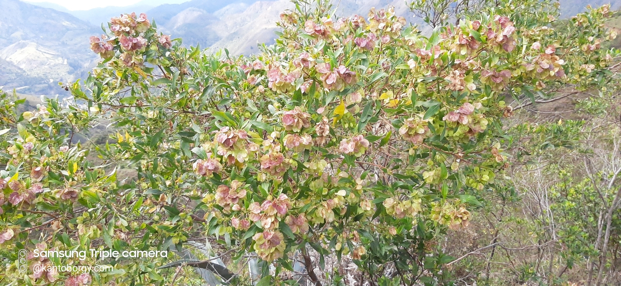 Dodonaea viscosa image