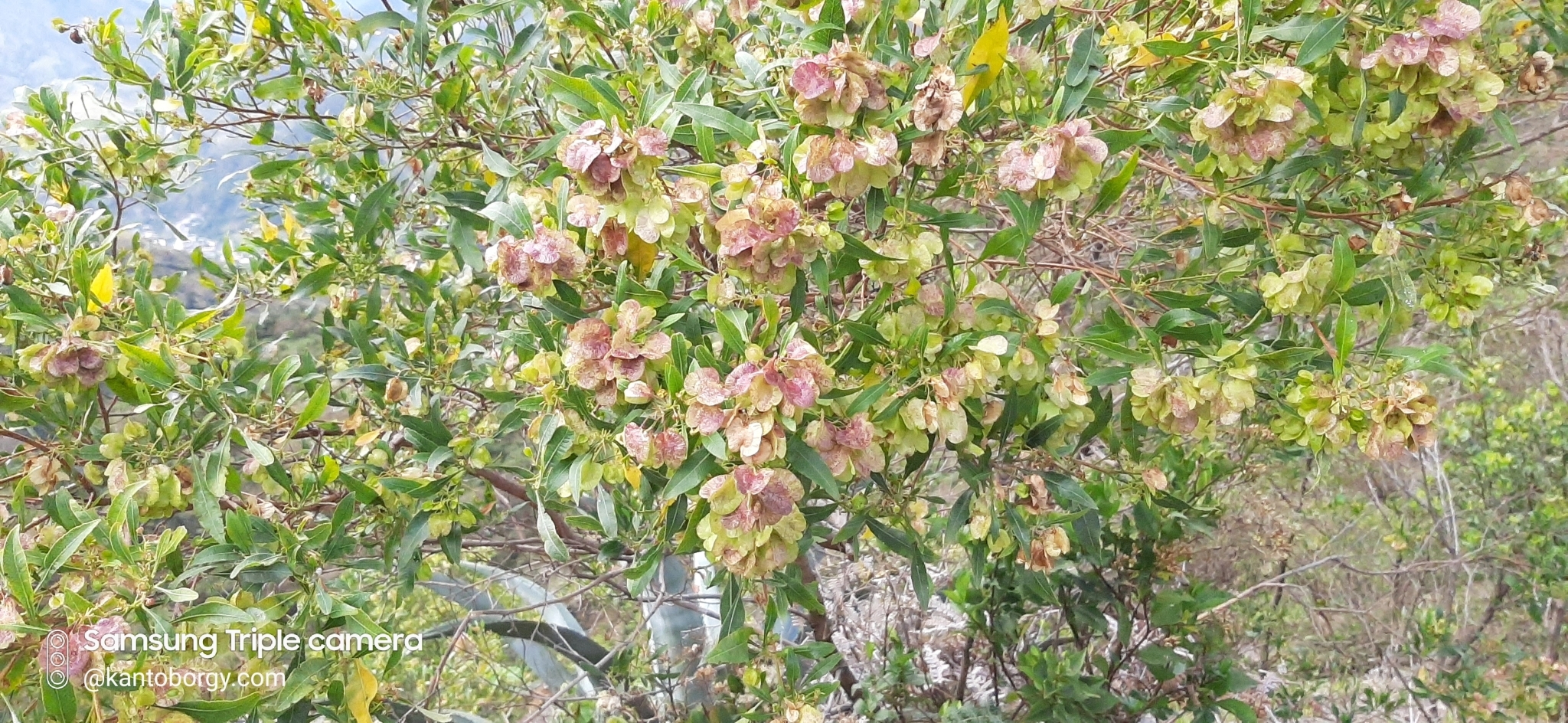 Dodonaea viscosa image
