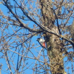 Dendrocopos major