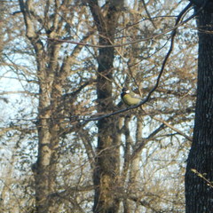 Parus major