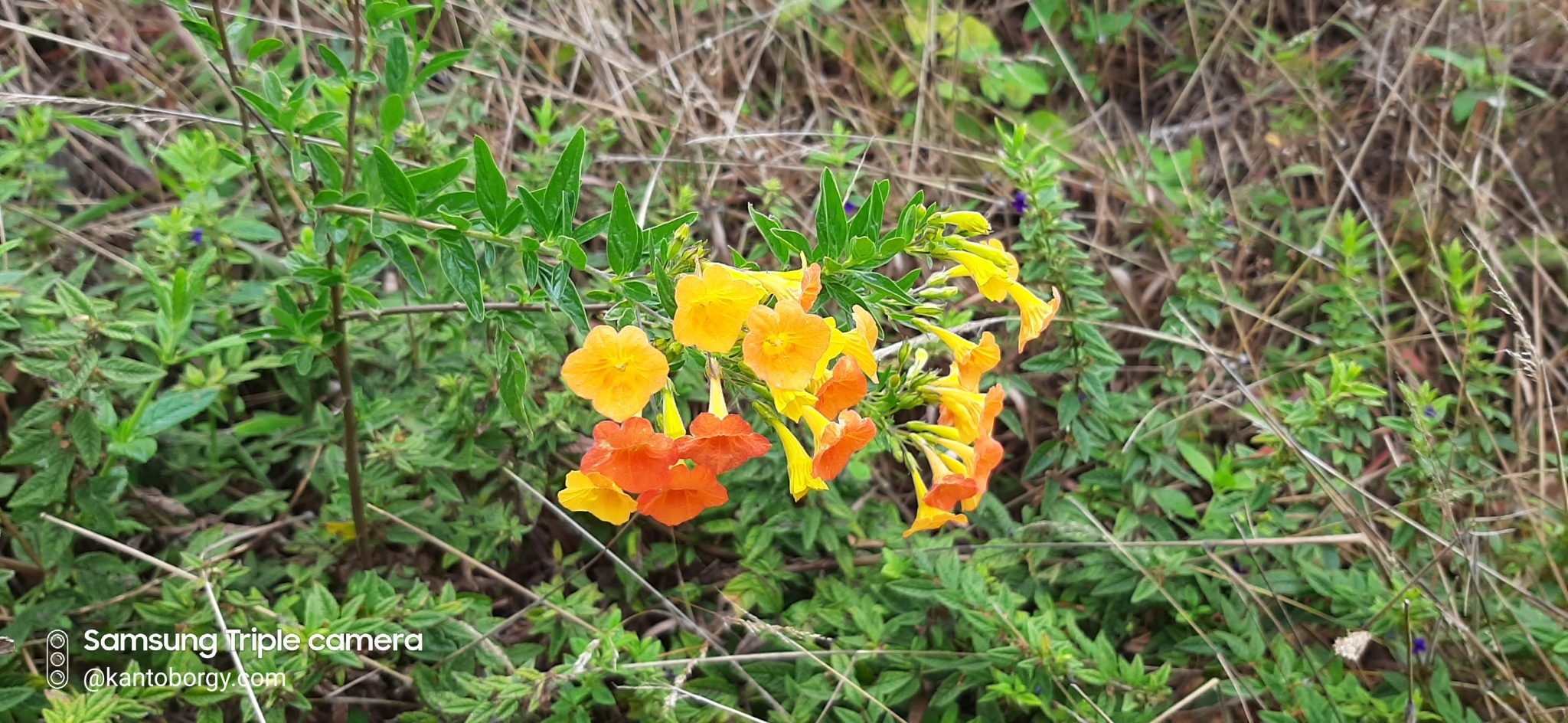 Streptosolen jamesonii image