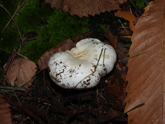 Albatrellaceae