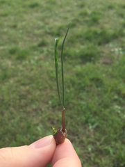 Allium schoenoprasum