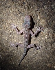 Calodactylodes illingworthorum