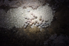 Calodactylodes illingworthorum