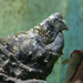 Alligator Snapping Turtle - Photo (c) Pandiyan V, some rights reserved (CC BY-NC-SA)