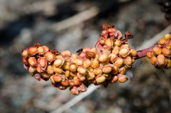 Rumex crassus