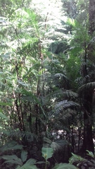 Bactris major