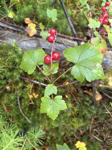 skunk currant