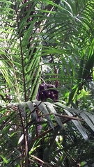 Bactris major