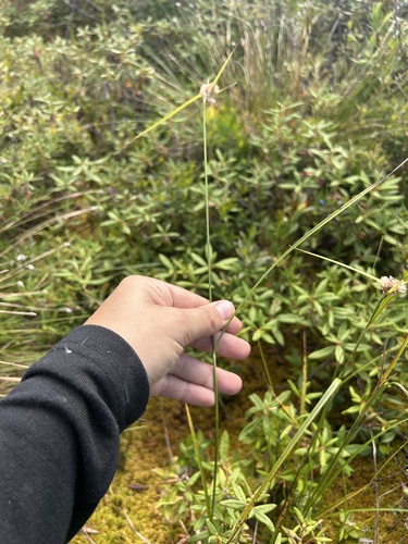 tawny cottongrass