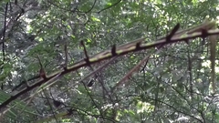 Bactris major