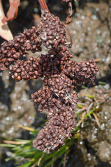 Rumex crassus